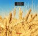Весы напольные Ardesto SCB-965 Wheat 82787 фото 2